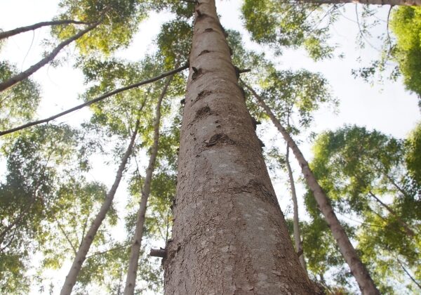 Sustainable Kitchens Reforestation