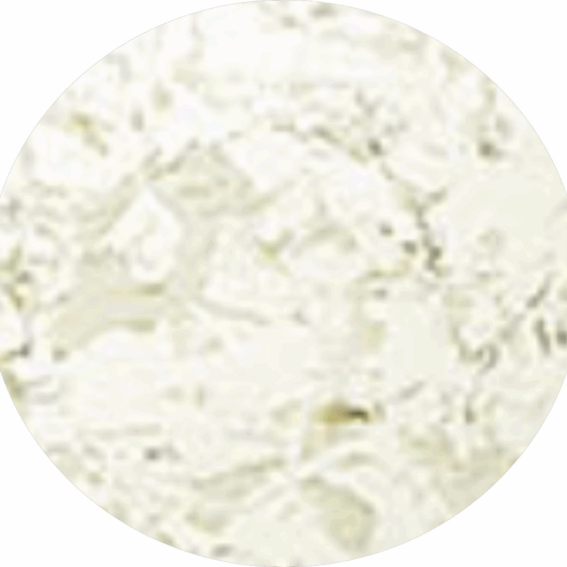 olive green kitchen splashback colour